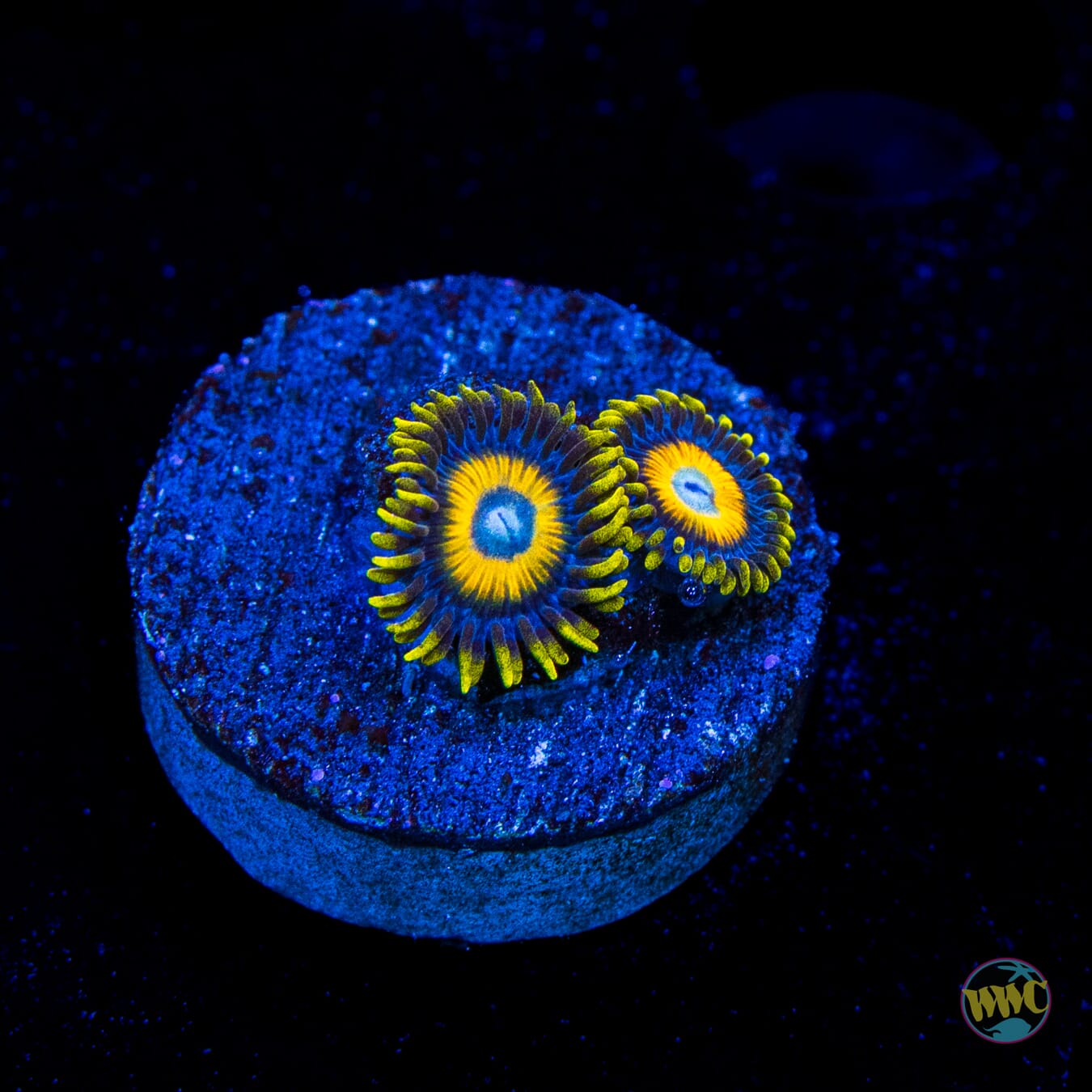 Scrambled Eggs Zoanthids