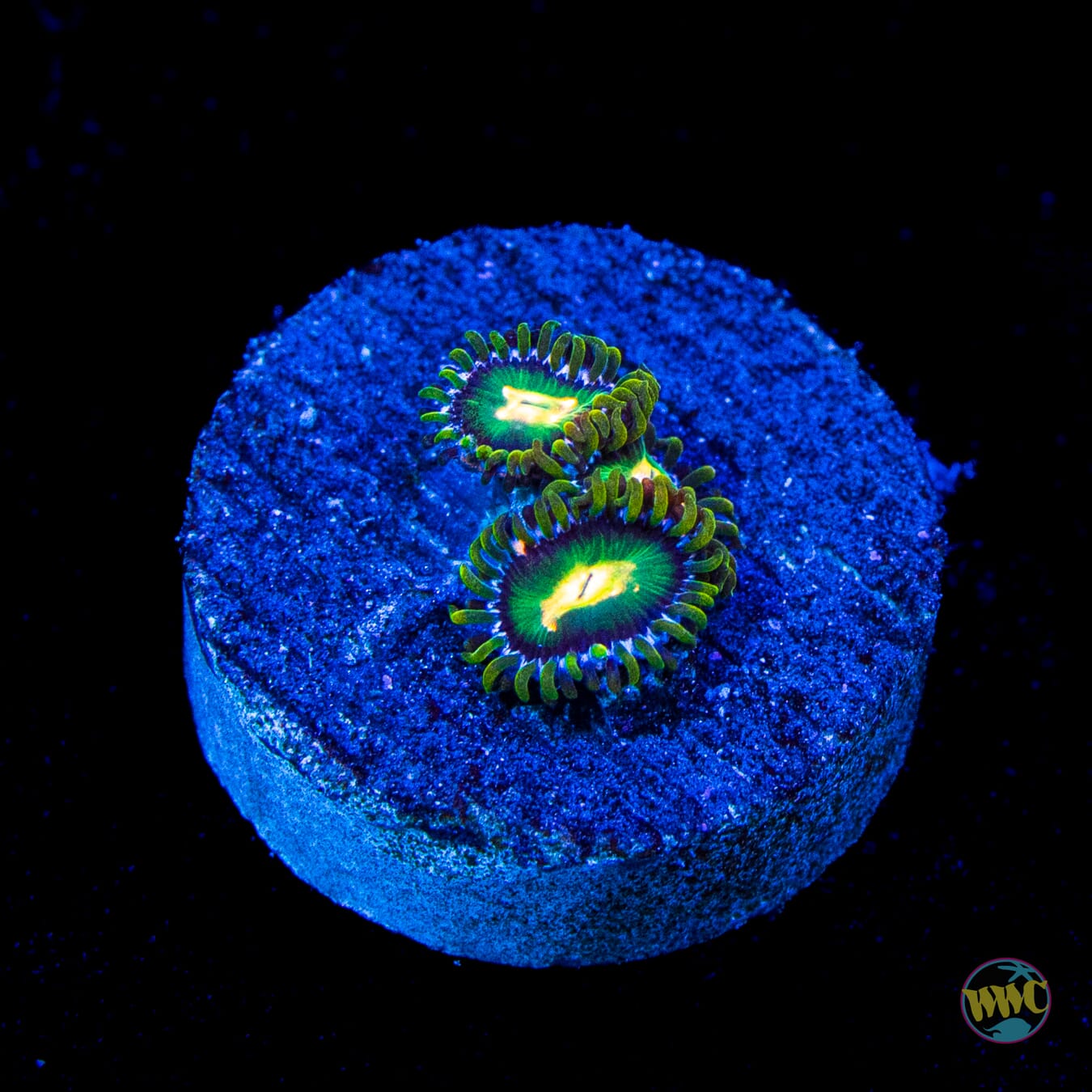 WWC Cosmic Dragon Eye Zoanthids