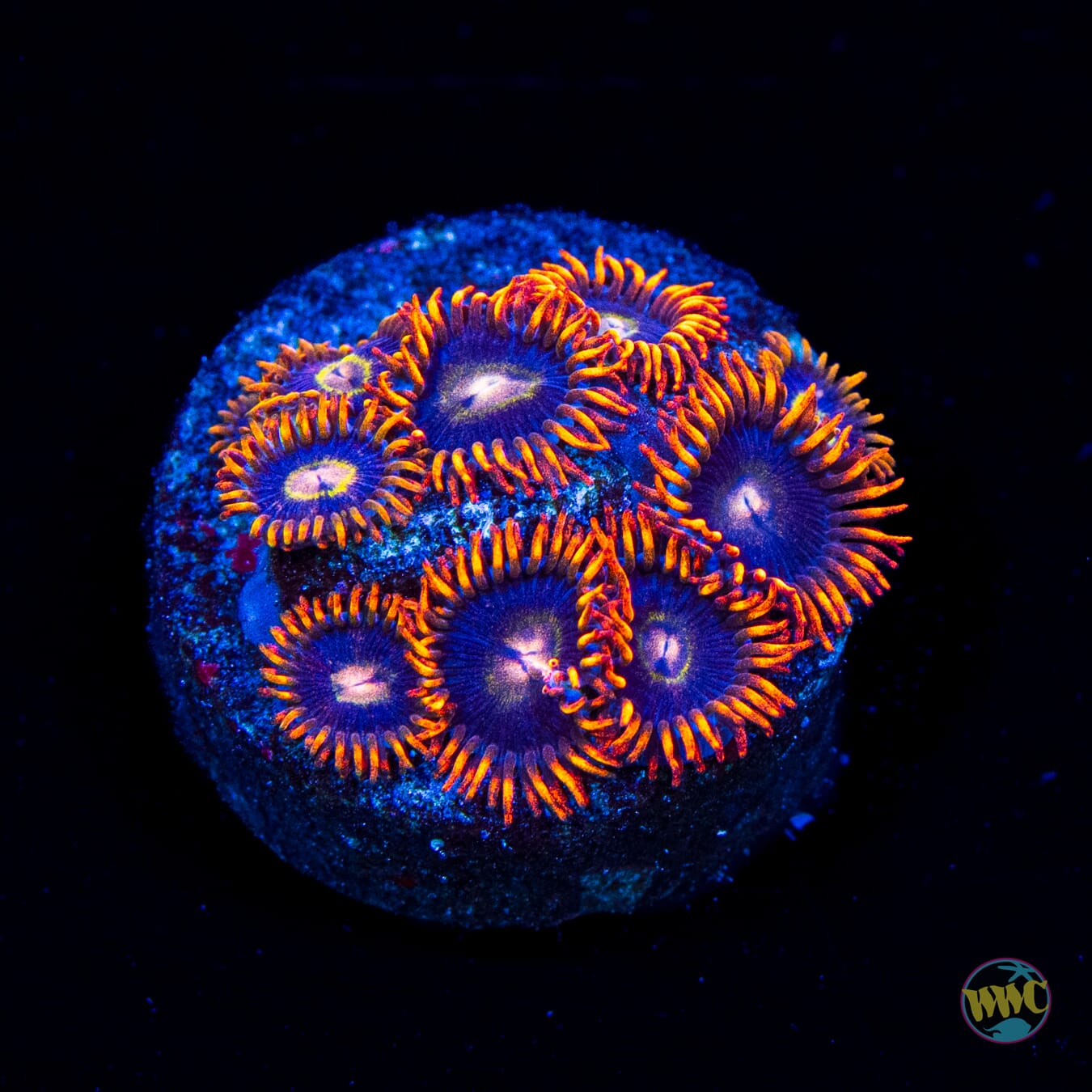 Rainbow Hornet Zoanthids