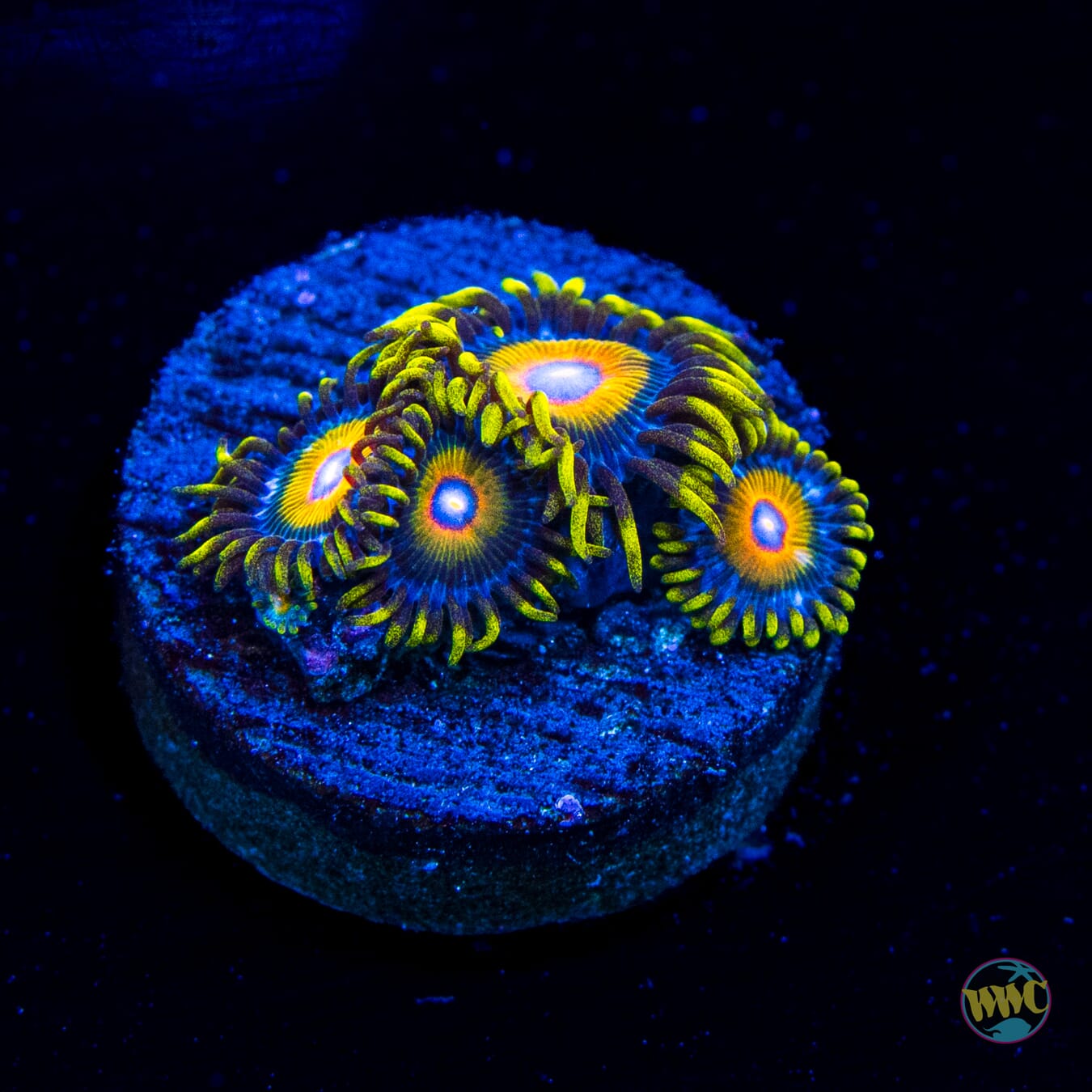 Super Saiyan Zoanthids