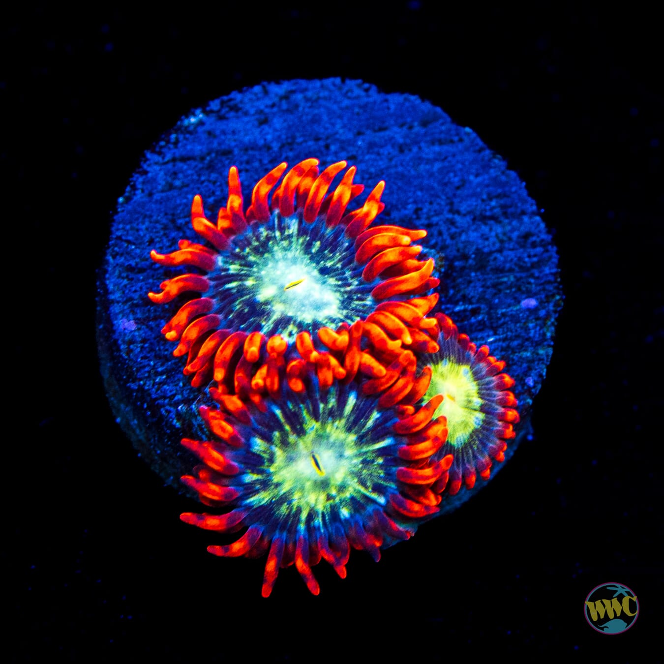 WWC Astral Shift Zoanthids
