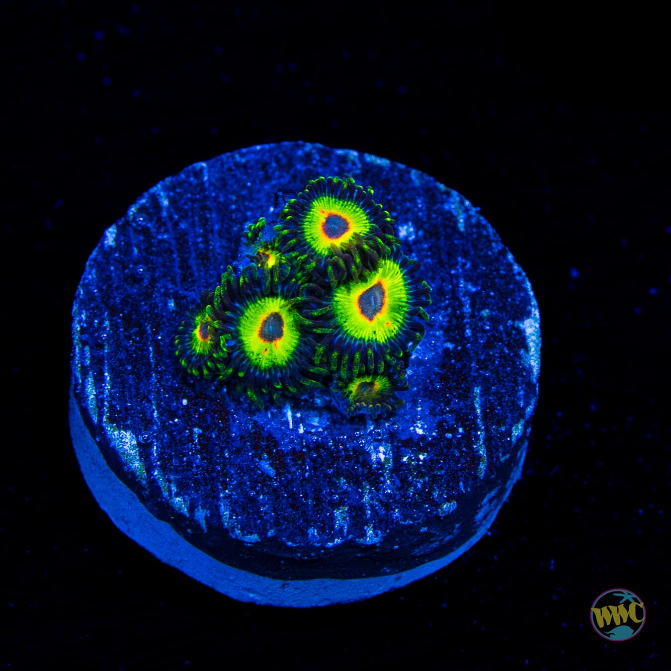 WWC Island Time Zoanthids