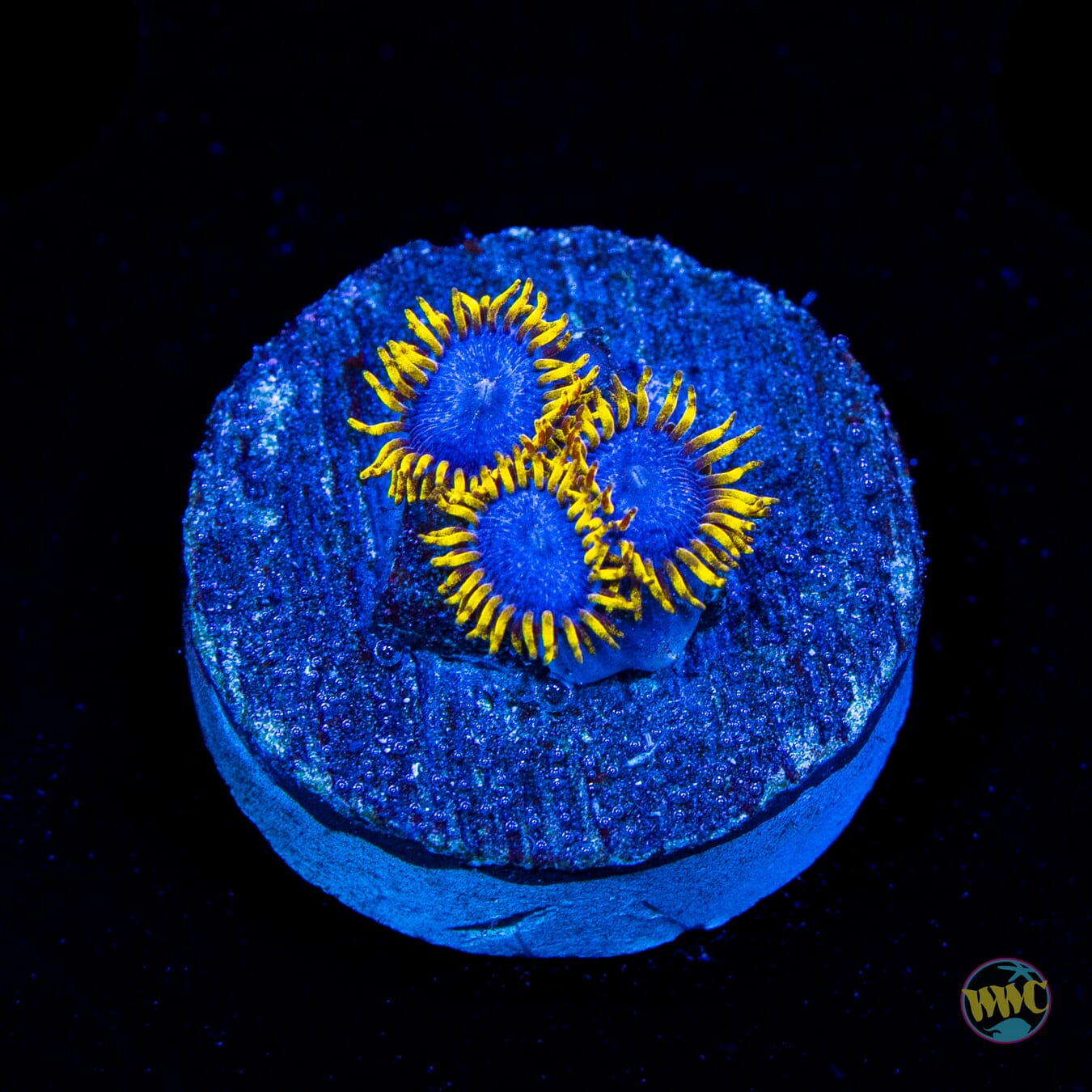 WWC Blue Angel Zoanthids
