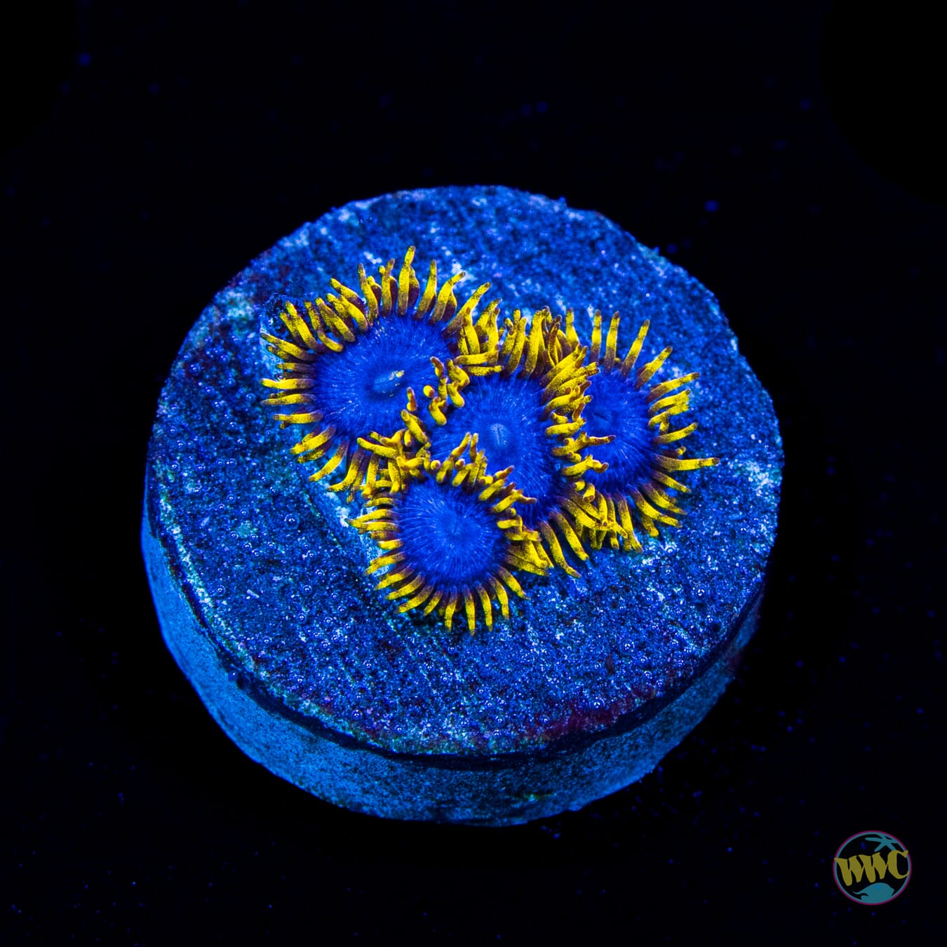 WWC Blue Angel Zoanthids