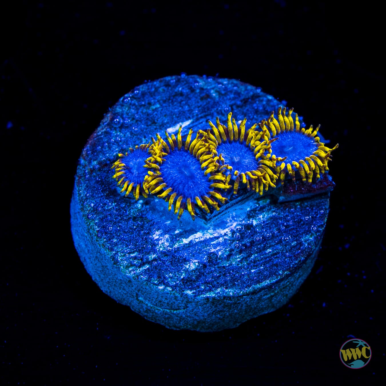 WWC Blue Angel Zoanthids
