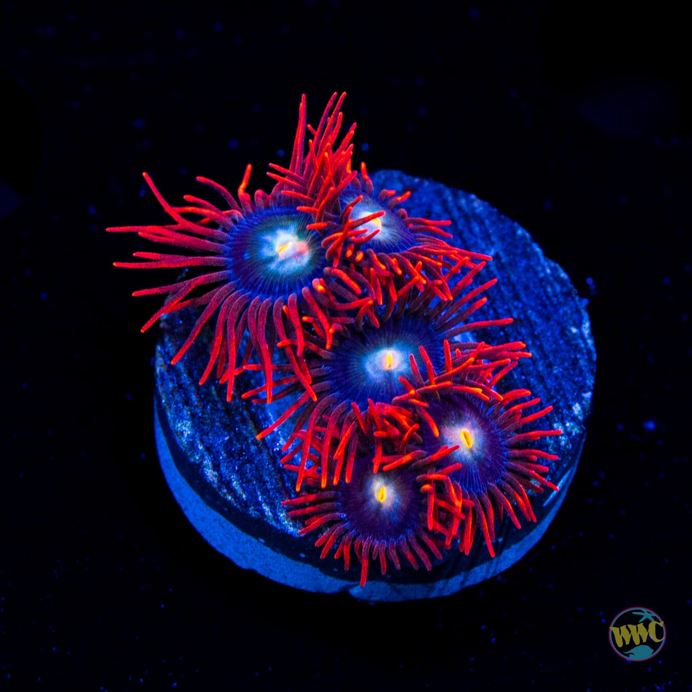 WWC Wildfire Zoanthids