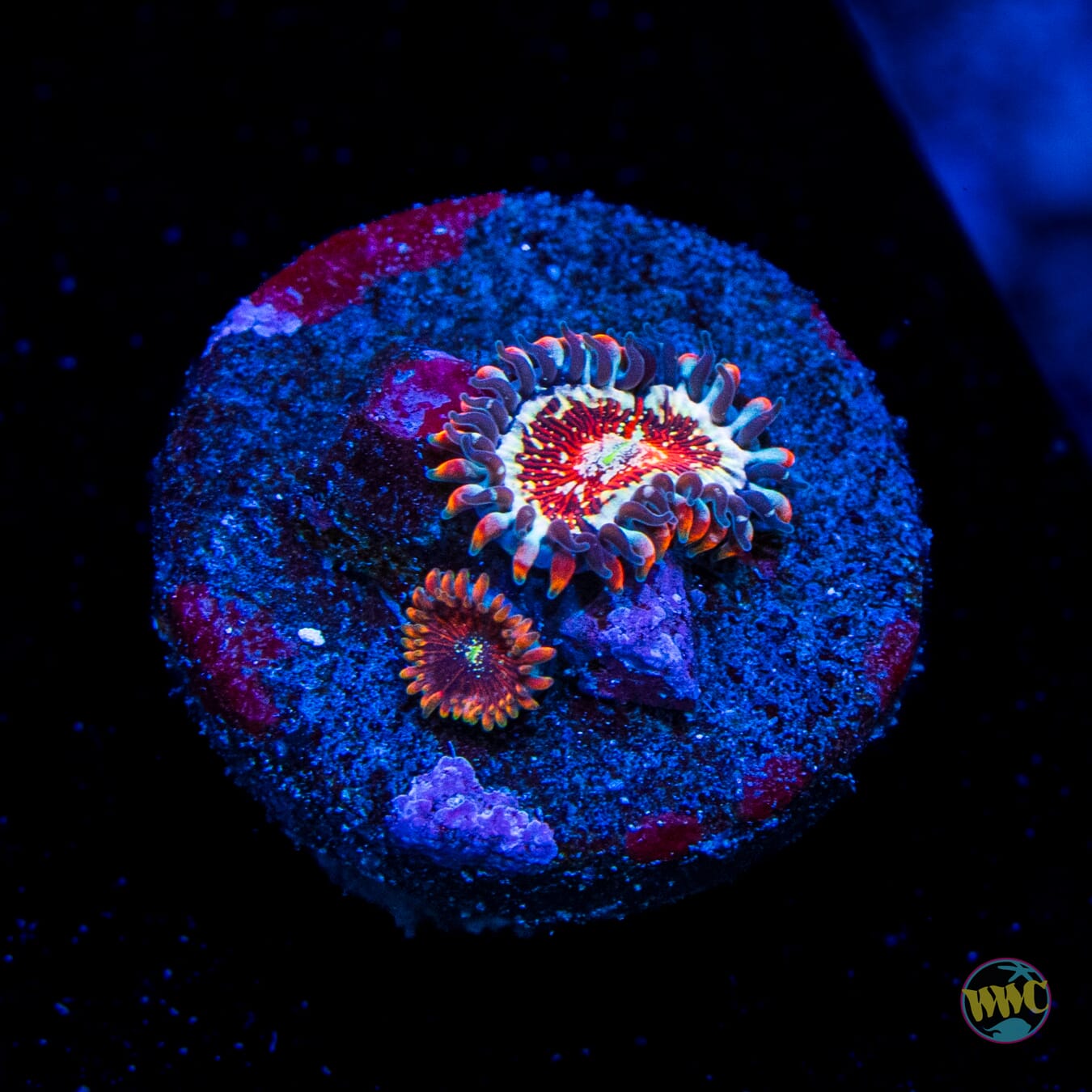 Salted Agave Zoanthids