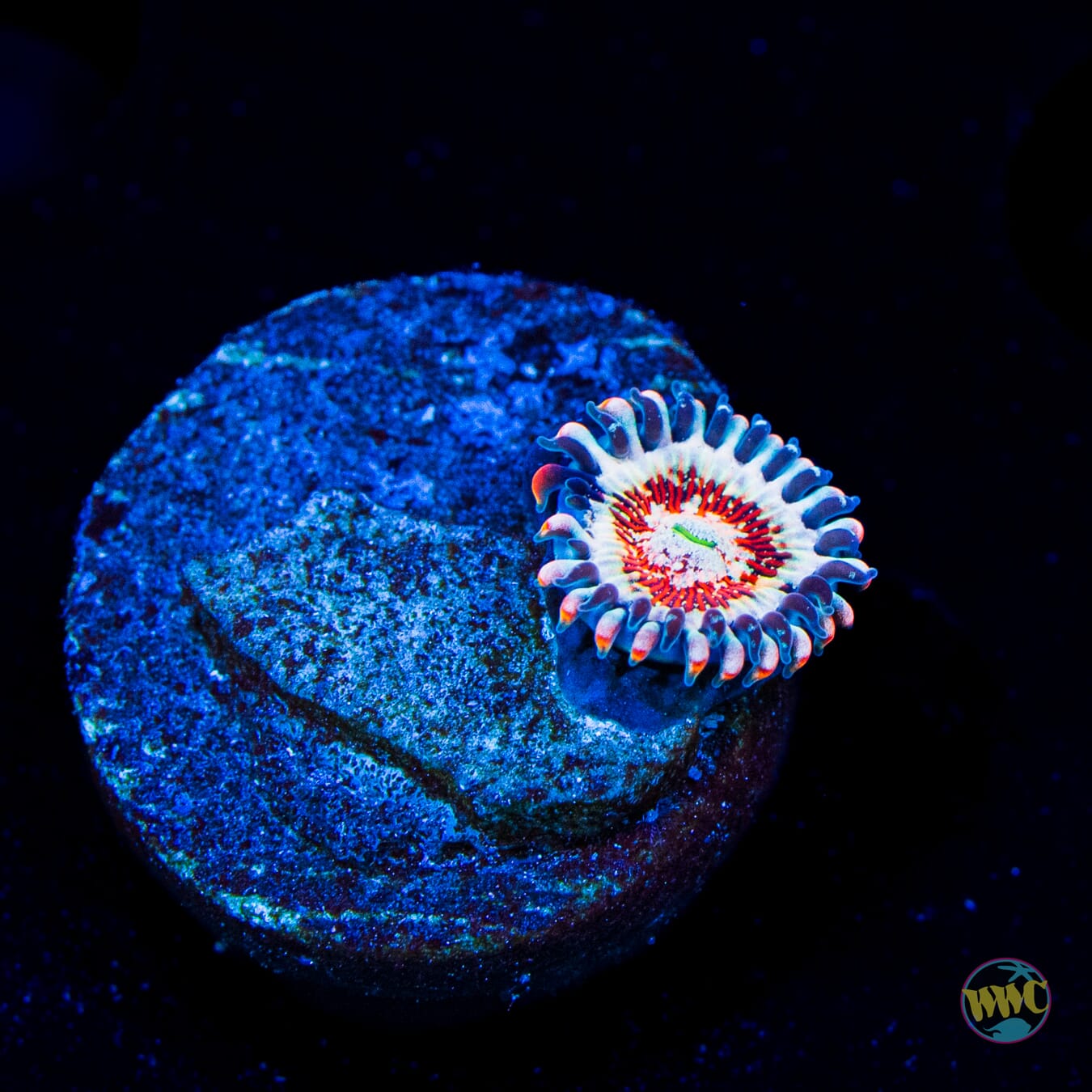 Salted Agave Zoanthids