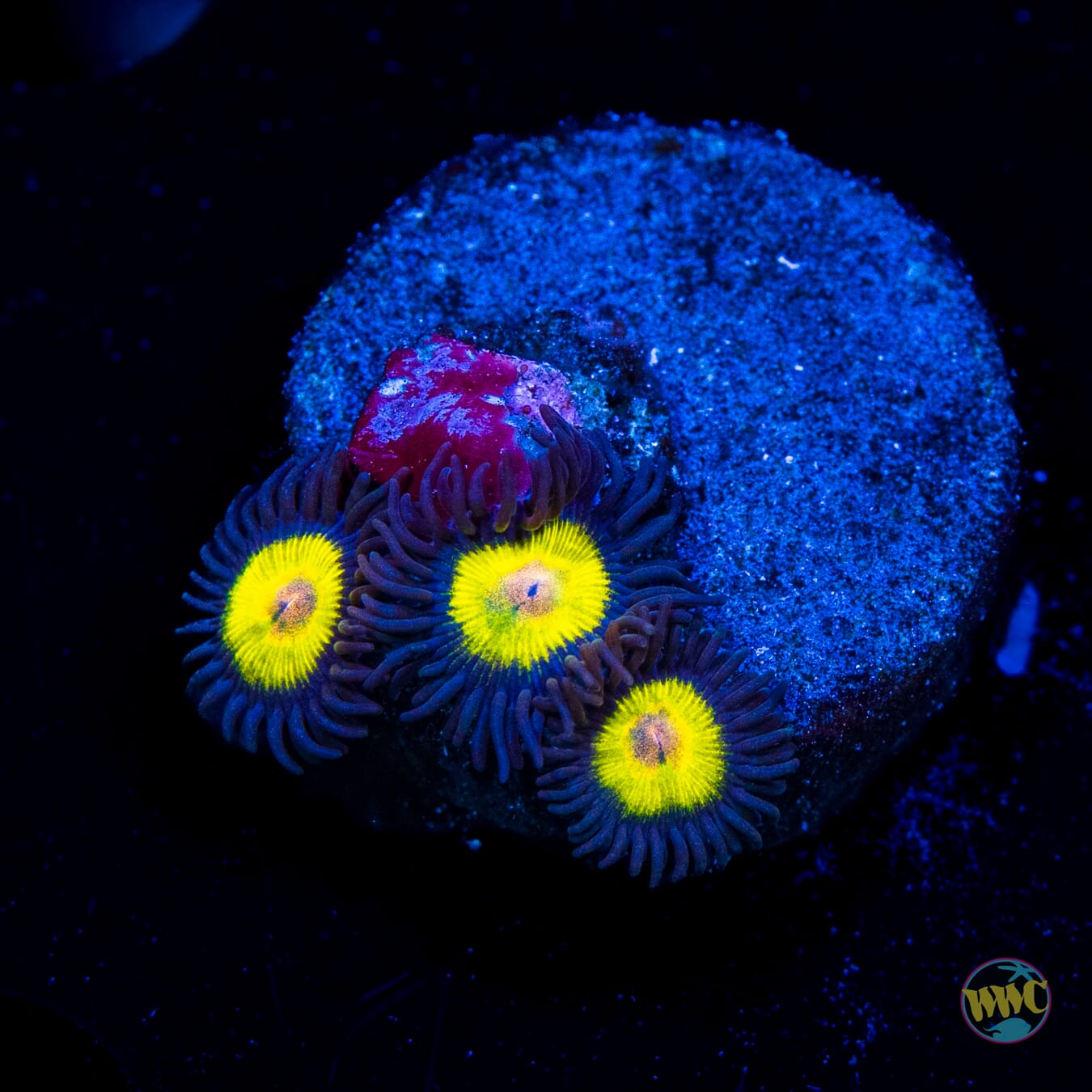 WWC Golden Eye Zoanthids
