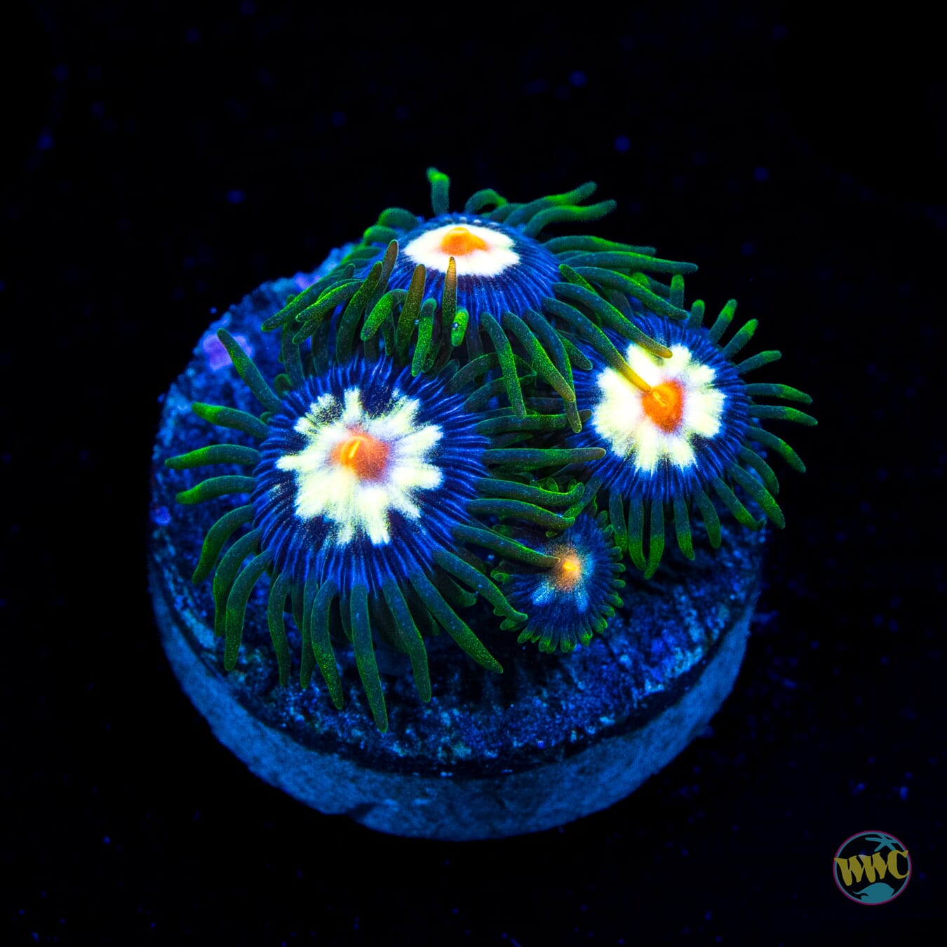 Jason Fox Stargazer Zoanthids