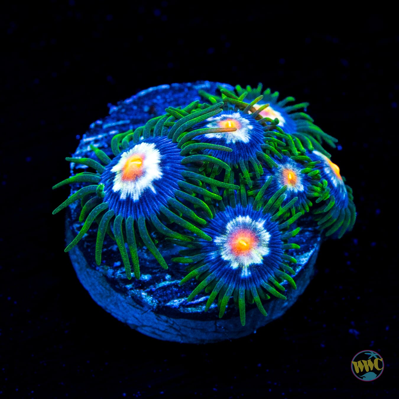Jason Fox Stargazer Zoanthids