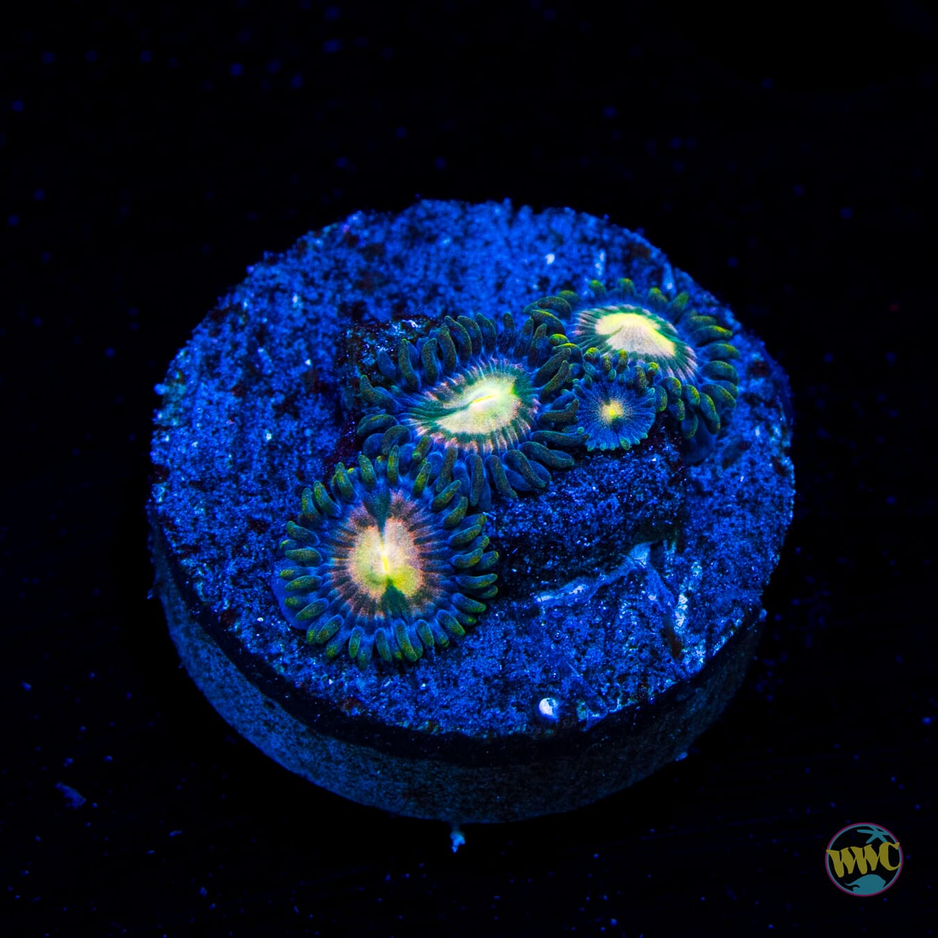 WWC Beach Walk Zoanthids