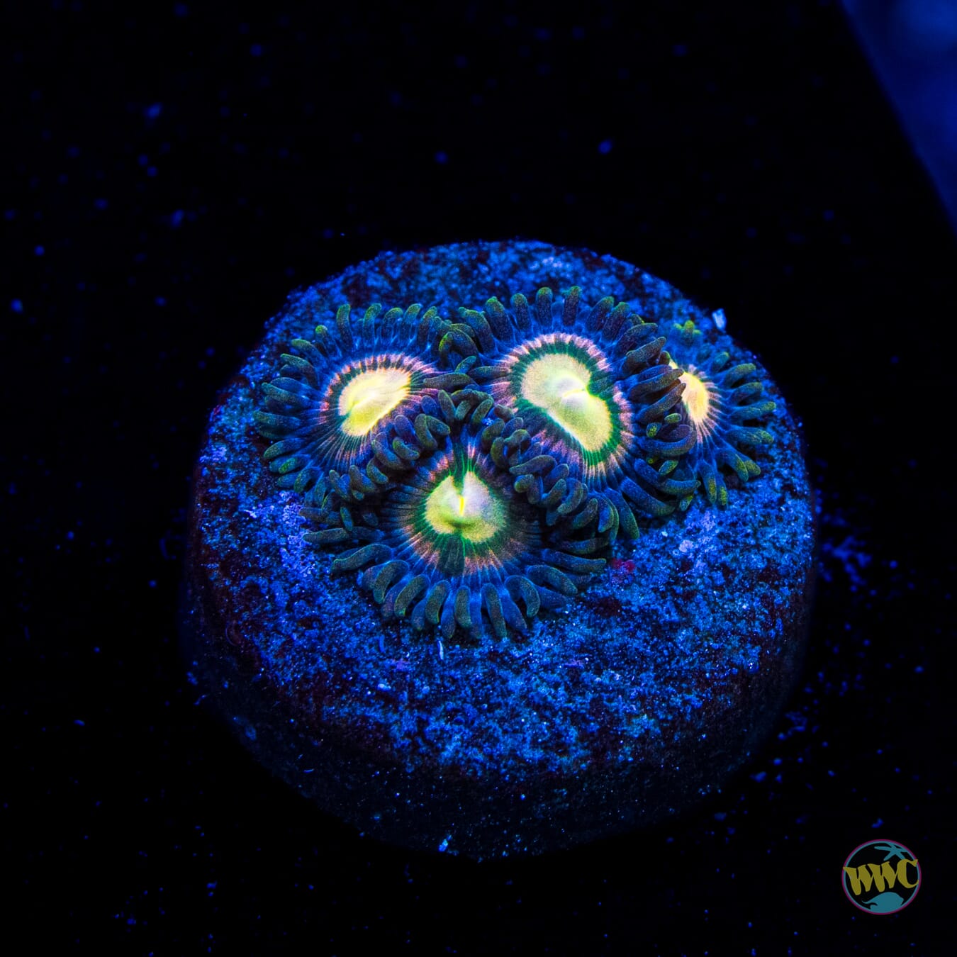 WWC Beach Walk Zoanthids