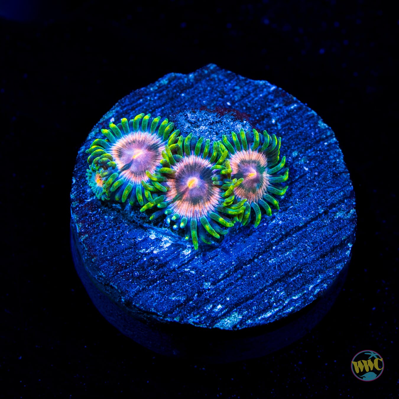 Pinwheel Zoanthids