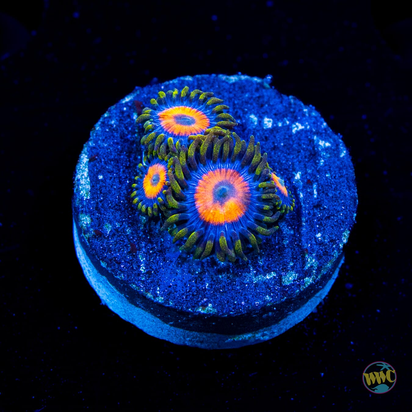 Jungle Juice Zoanthids