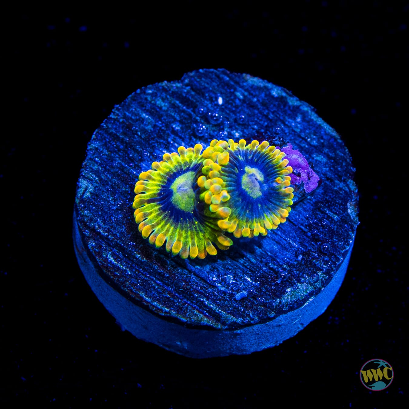 Yodaz Zoanthids