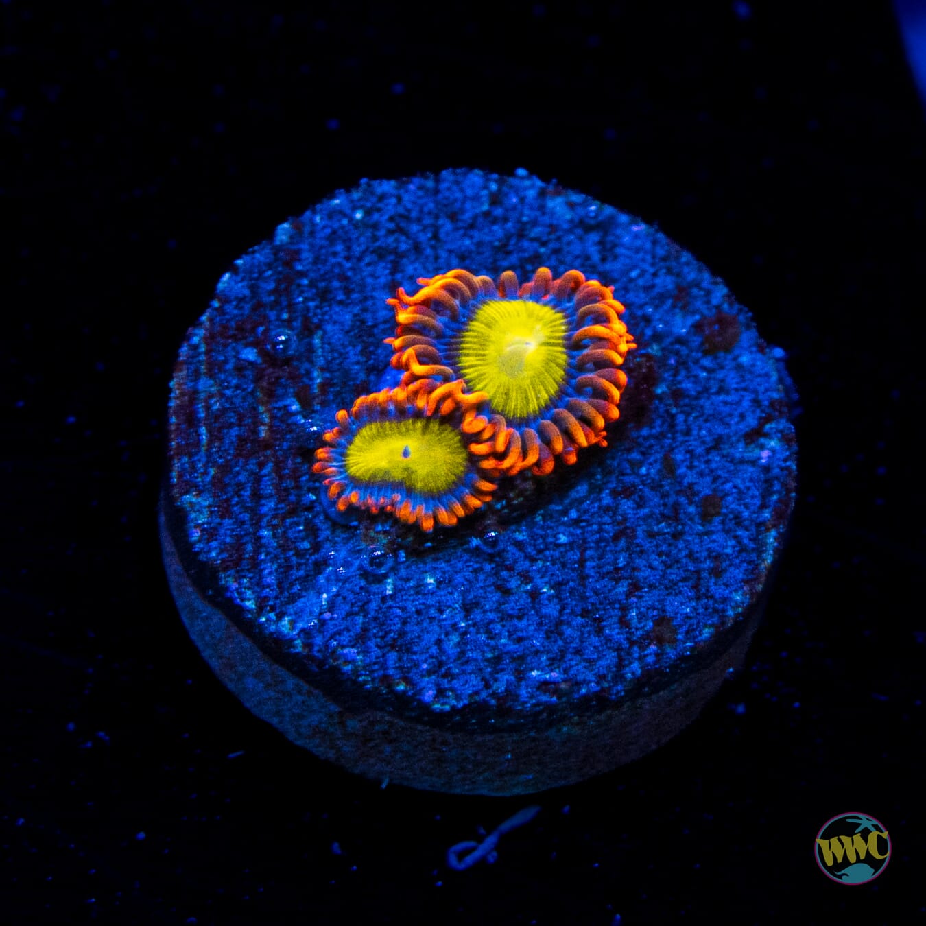 Mandarin Orange Zoanthids