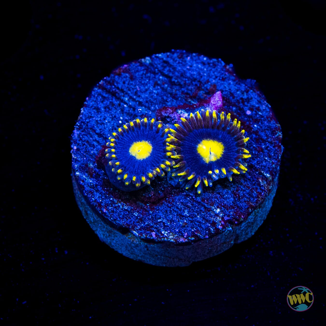 WWC Crazy Kimchi Zoanthids