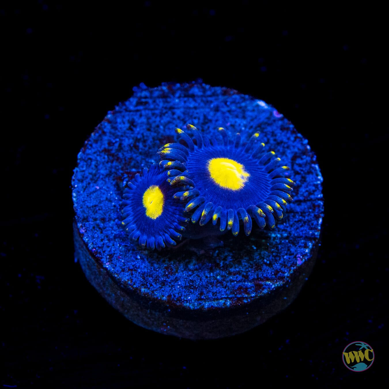 WWC Crazy Kimchi Zoanthids