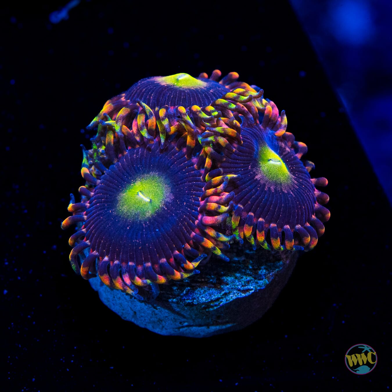 Anti Matter Zoanthids