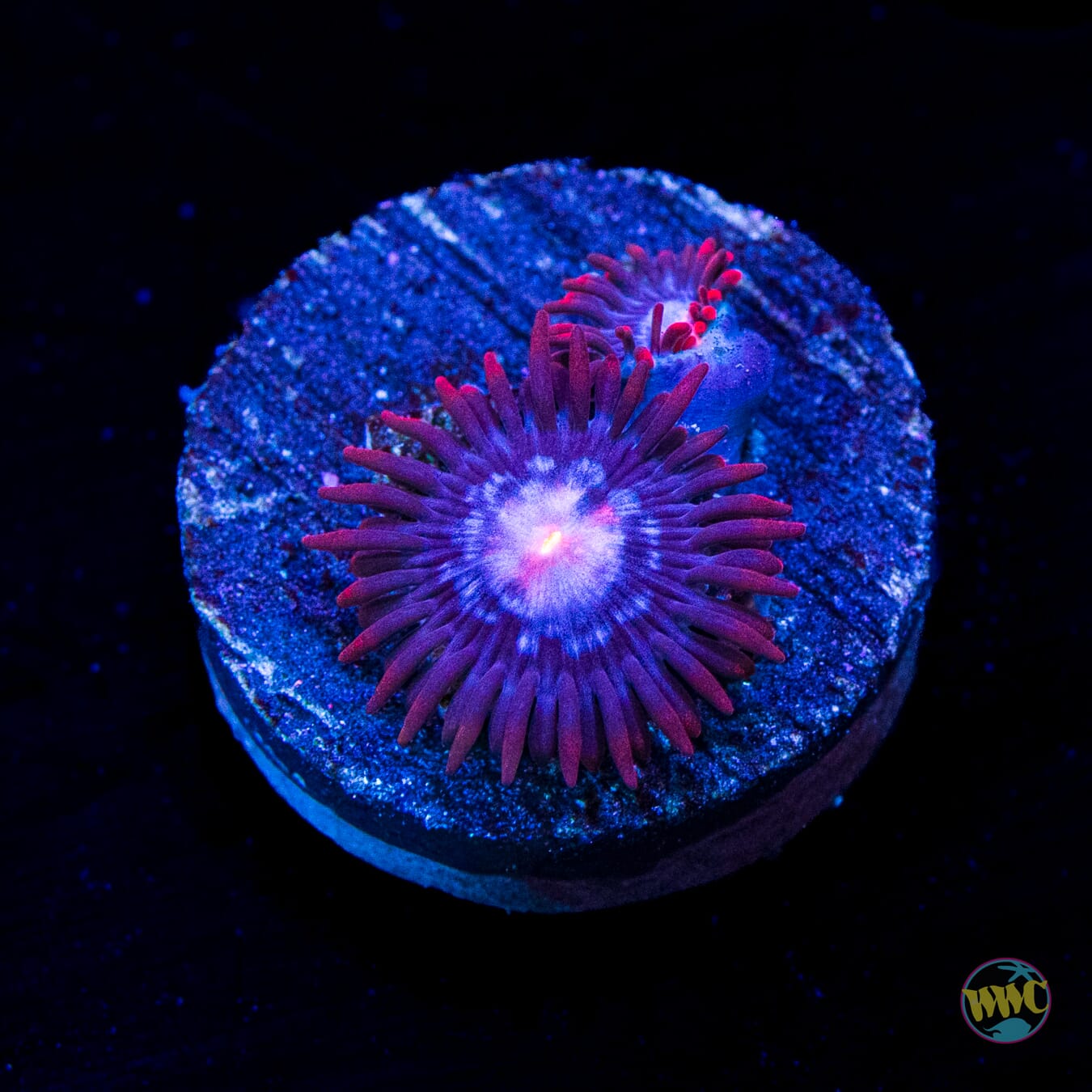 WWC Blue Steel Zoanthids