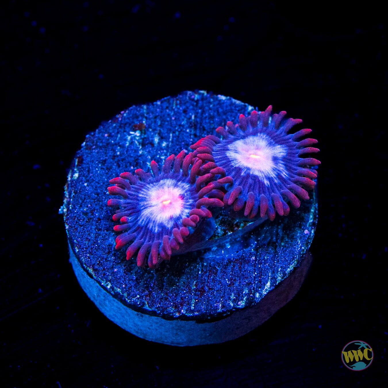 WWC Blue Steel Zoanthids