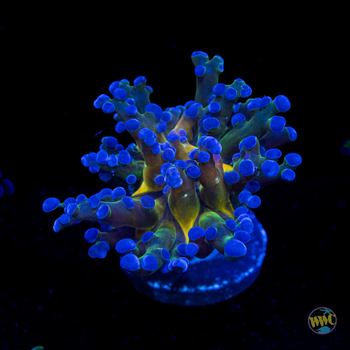 Ocean Potion Branching Frogspawn