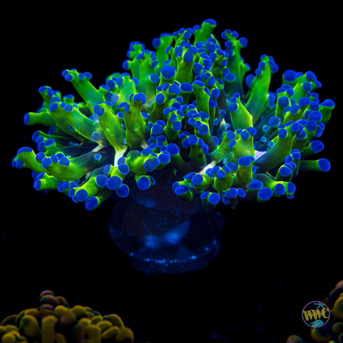 Bicolor Branching Frogspawn