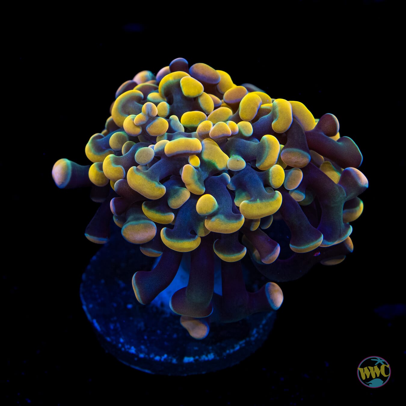 WWC Rainbow Branching Hammer