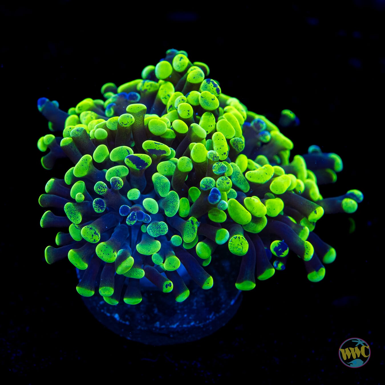 Neon Splatter Branching Frammer