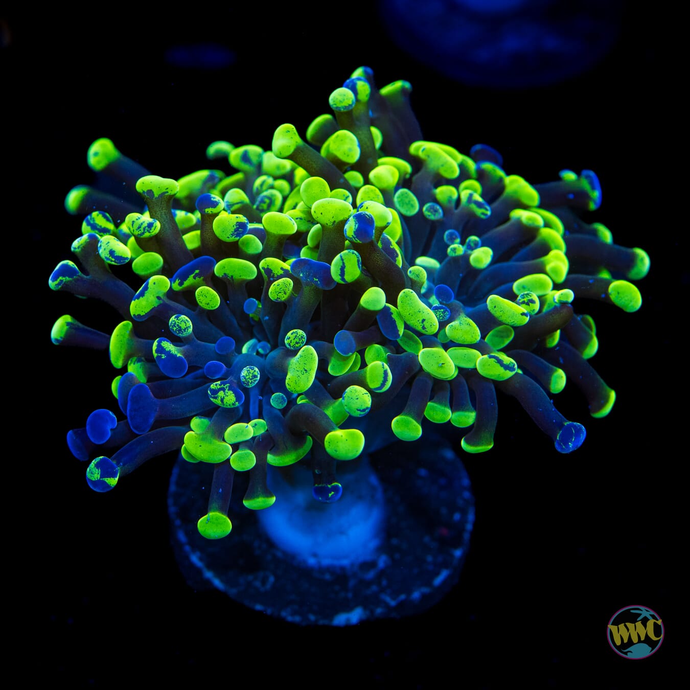 Neon Splatter Branching Frammer