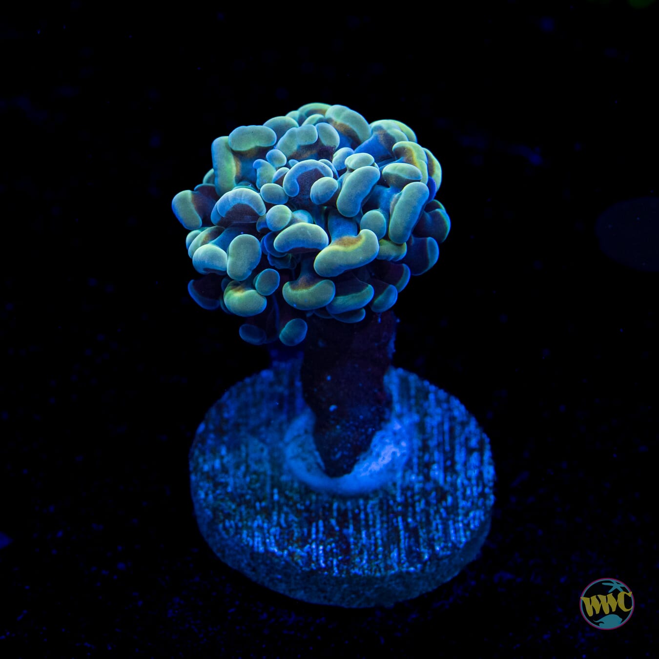 Teal Branching Hammer