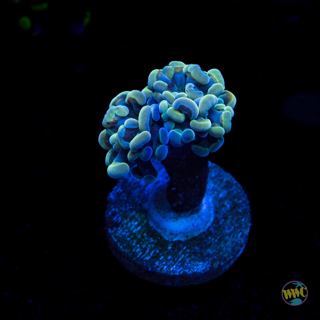 Teal Branching Hammer