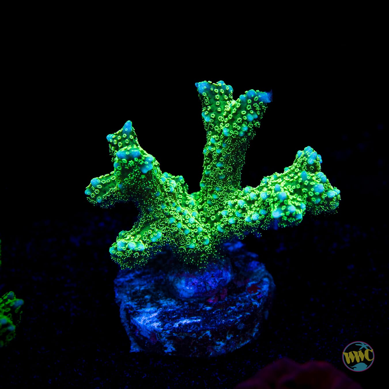 R66 Queensland Sizzler Birdsnest