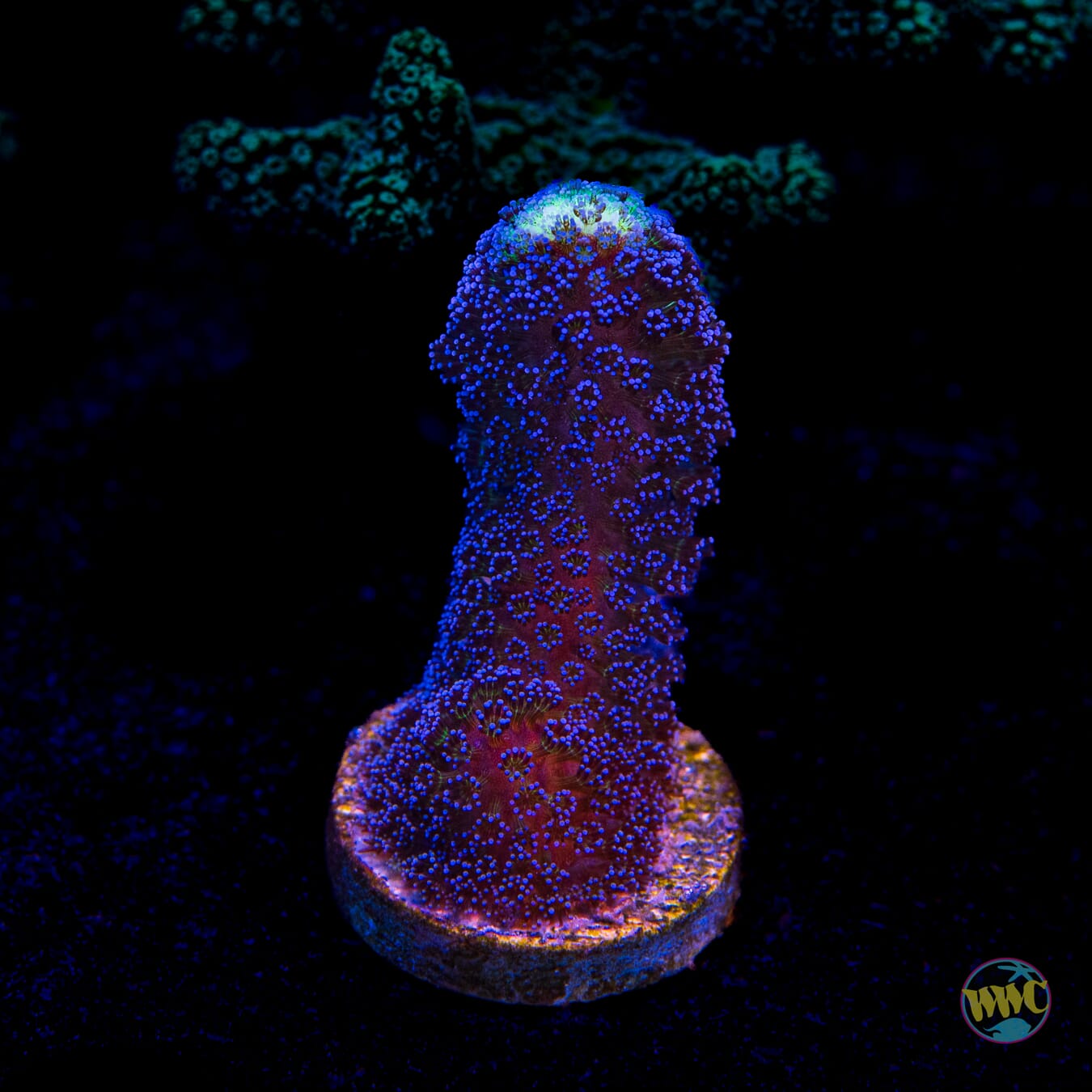 WWC Blue Stylophora