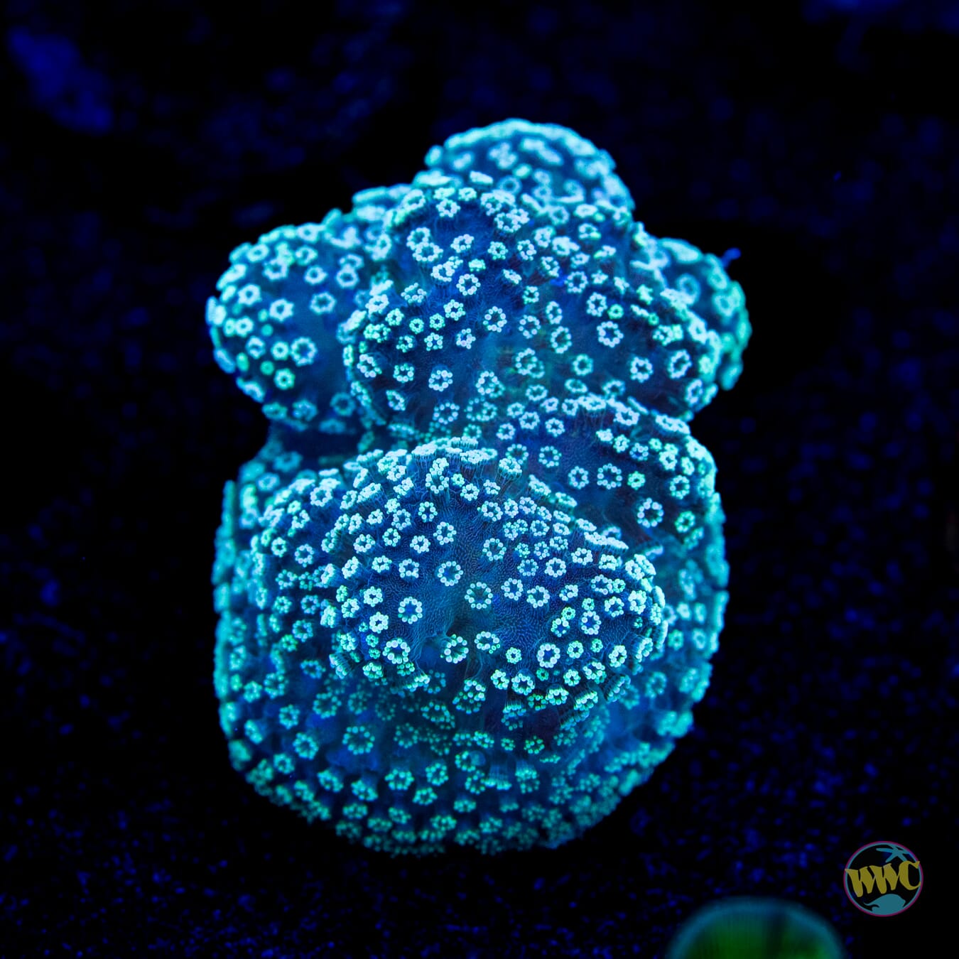 Tyree Rainbow Stylophora