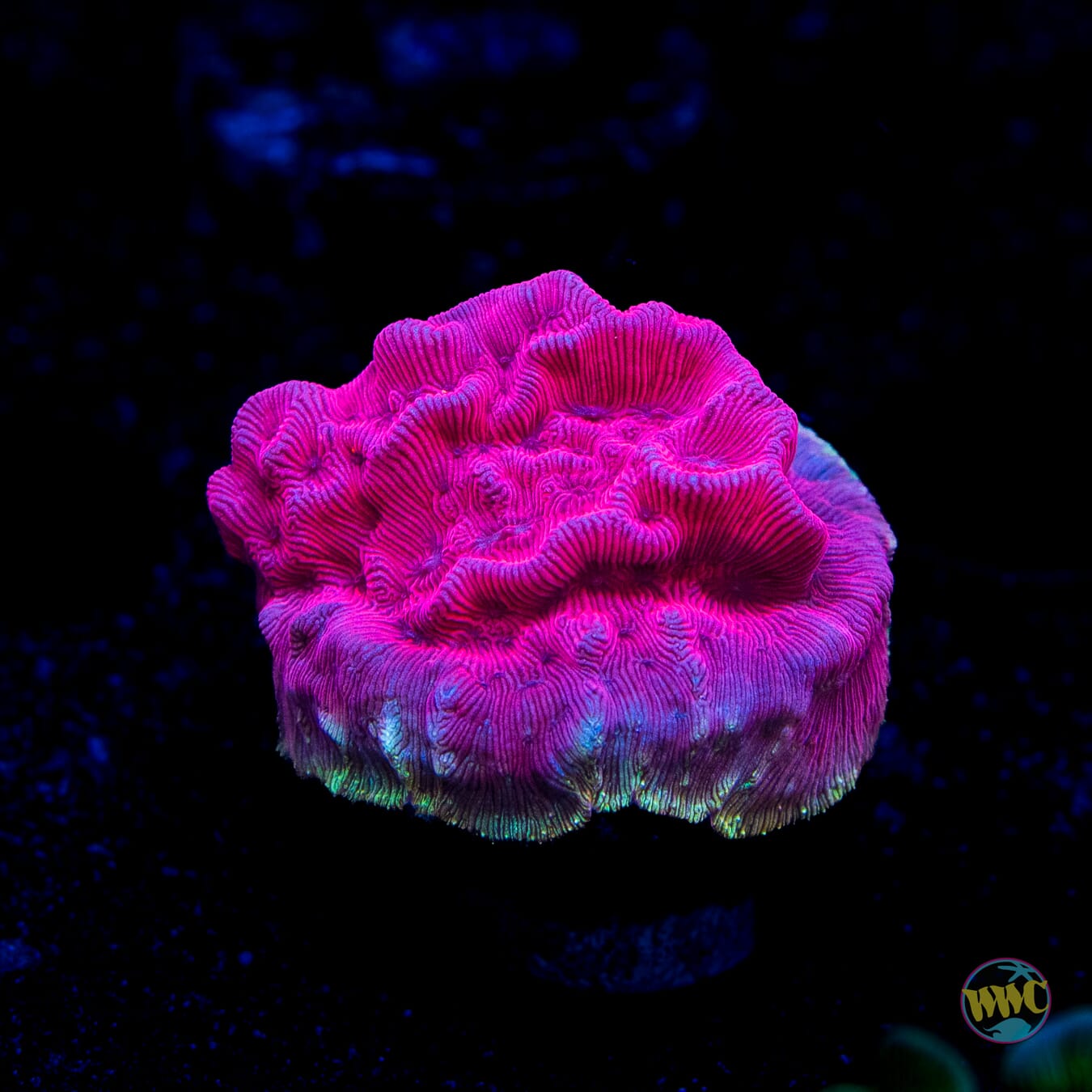 WWC Pink Flamingo Leptoseris