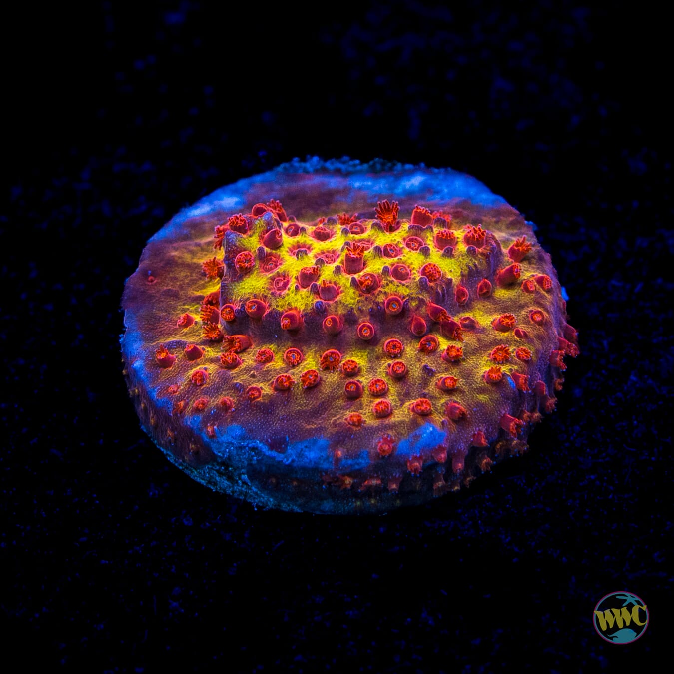 Jason Fox Burning Banana Stylocoeniella