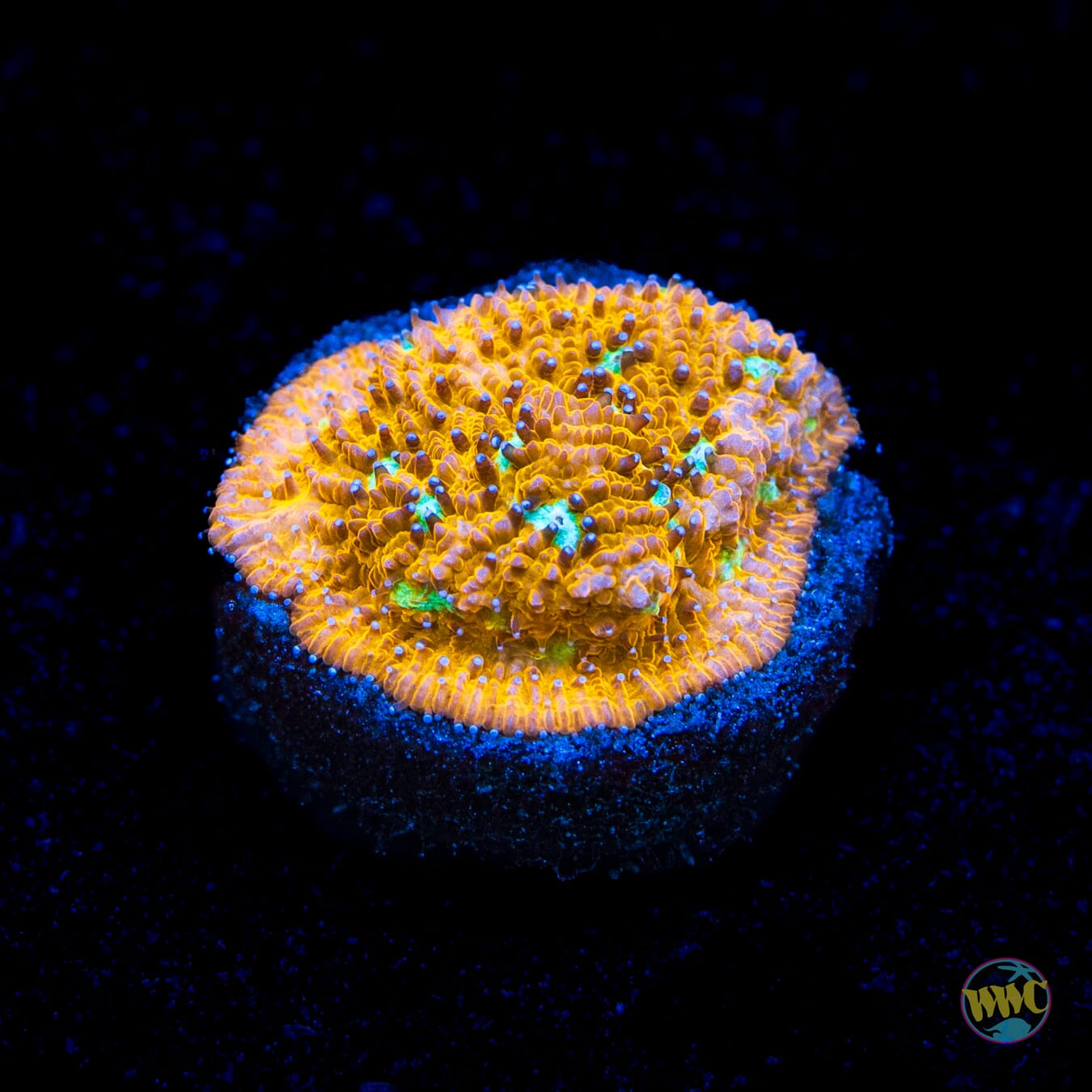 WWC Cheetah Lithophyllon