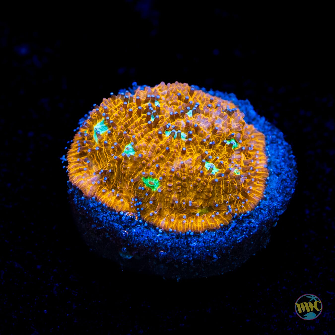 WWC Cheetah Lithophyllon