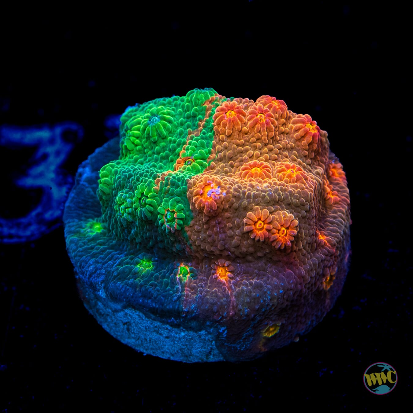 WWC Tutti Fruiti Grafted Cyphastrea