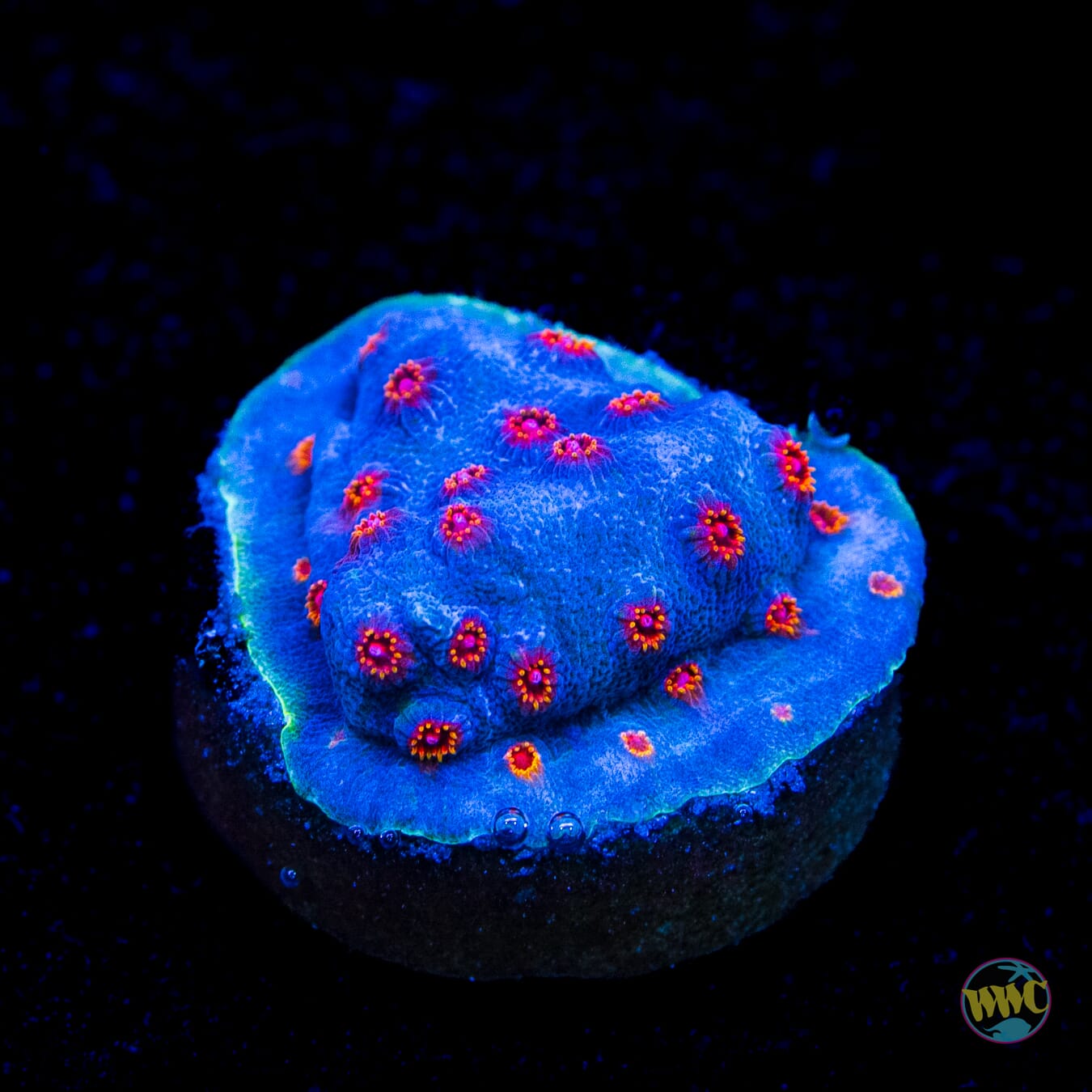 WWC Mystique Cyphastrea