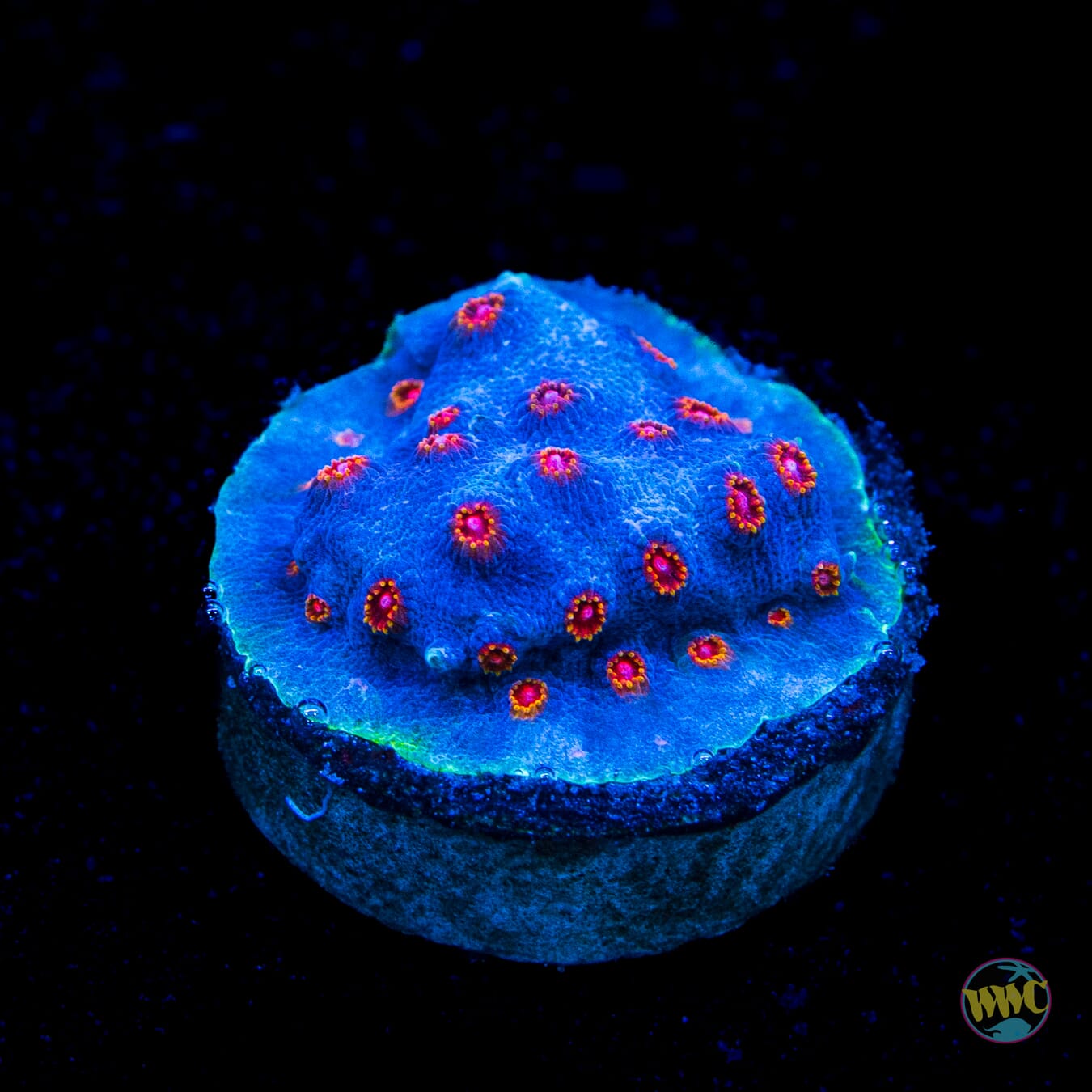 WWC Mystique Cyphastrea