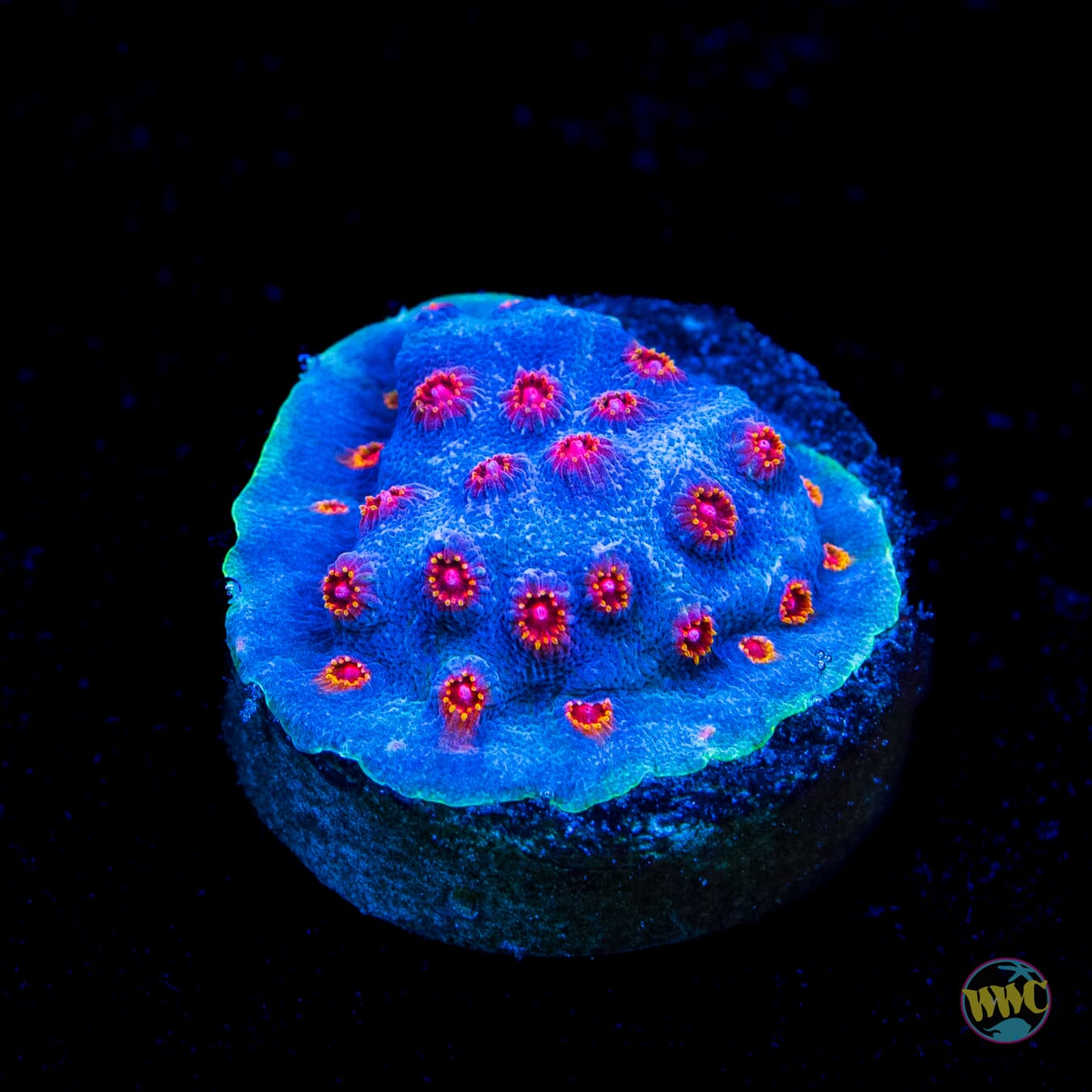 WWC Mystique Cyphastrea