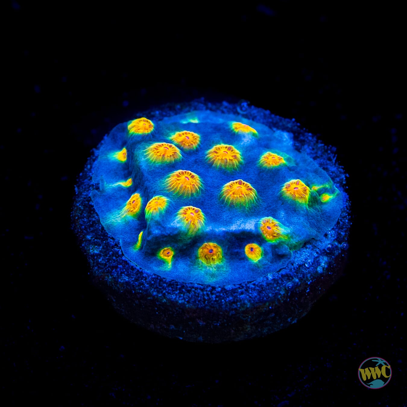 WWC Zoolander Cyphastrea