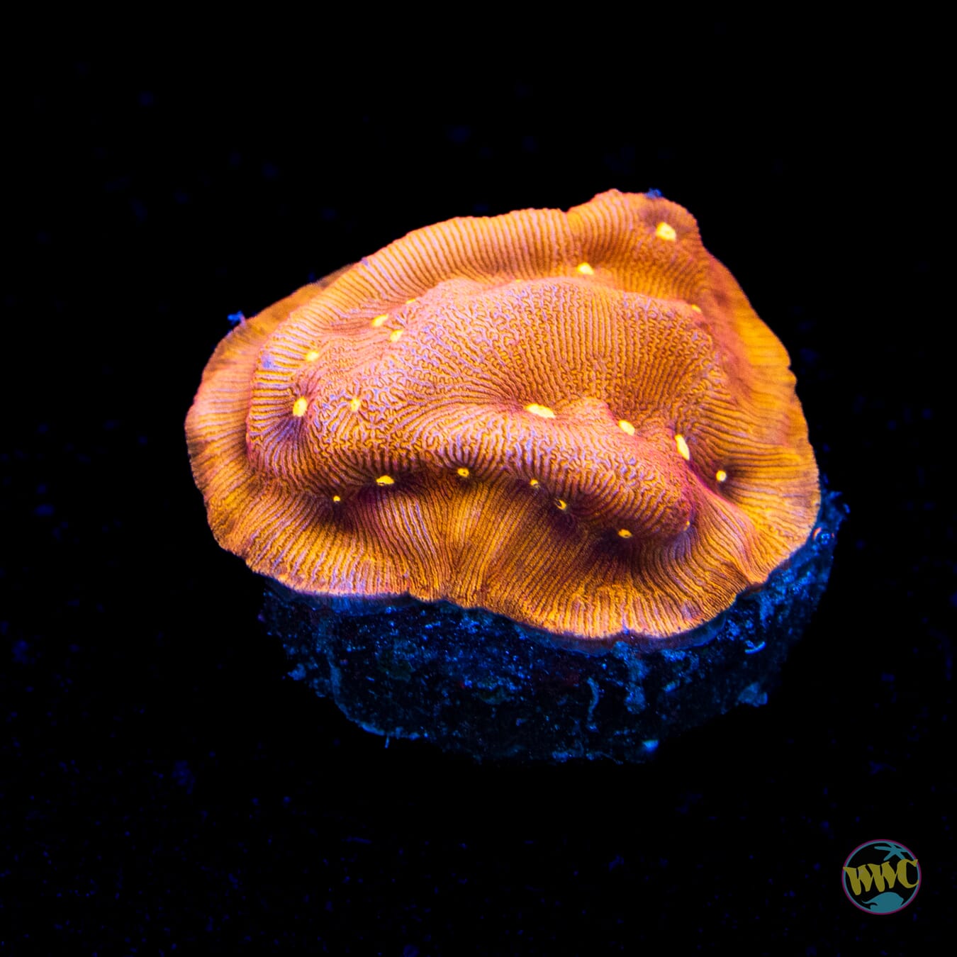 Jason Fox Sun God Leptoseris