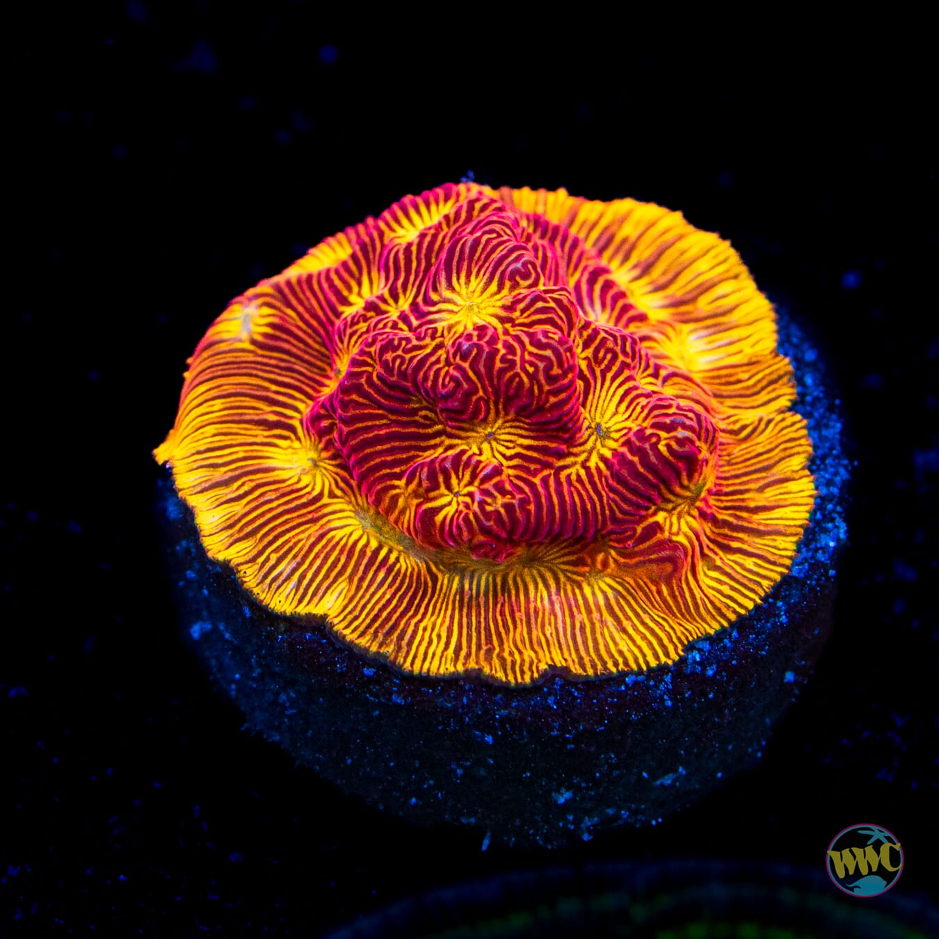 WWC Tan Lady Leptoseris