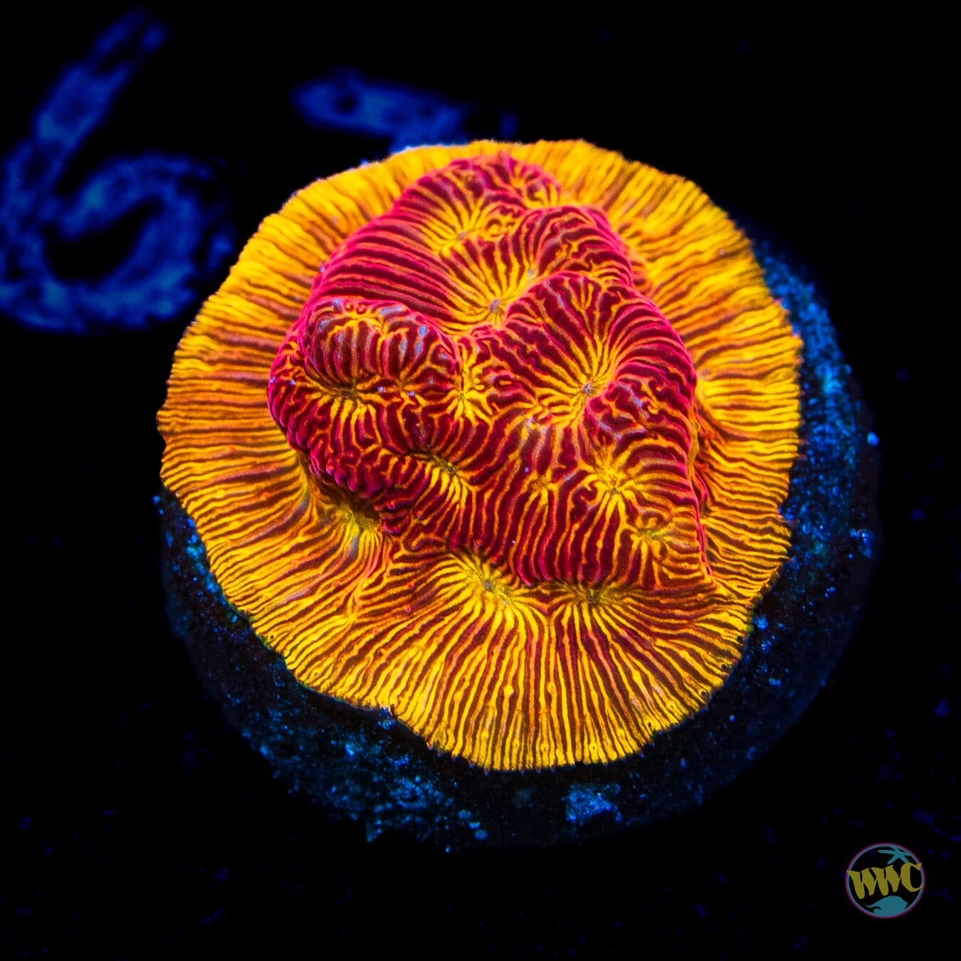 WWC Tan Lady Leptoseris