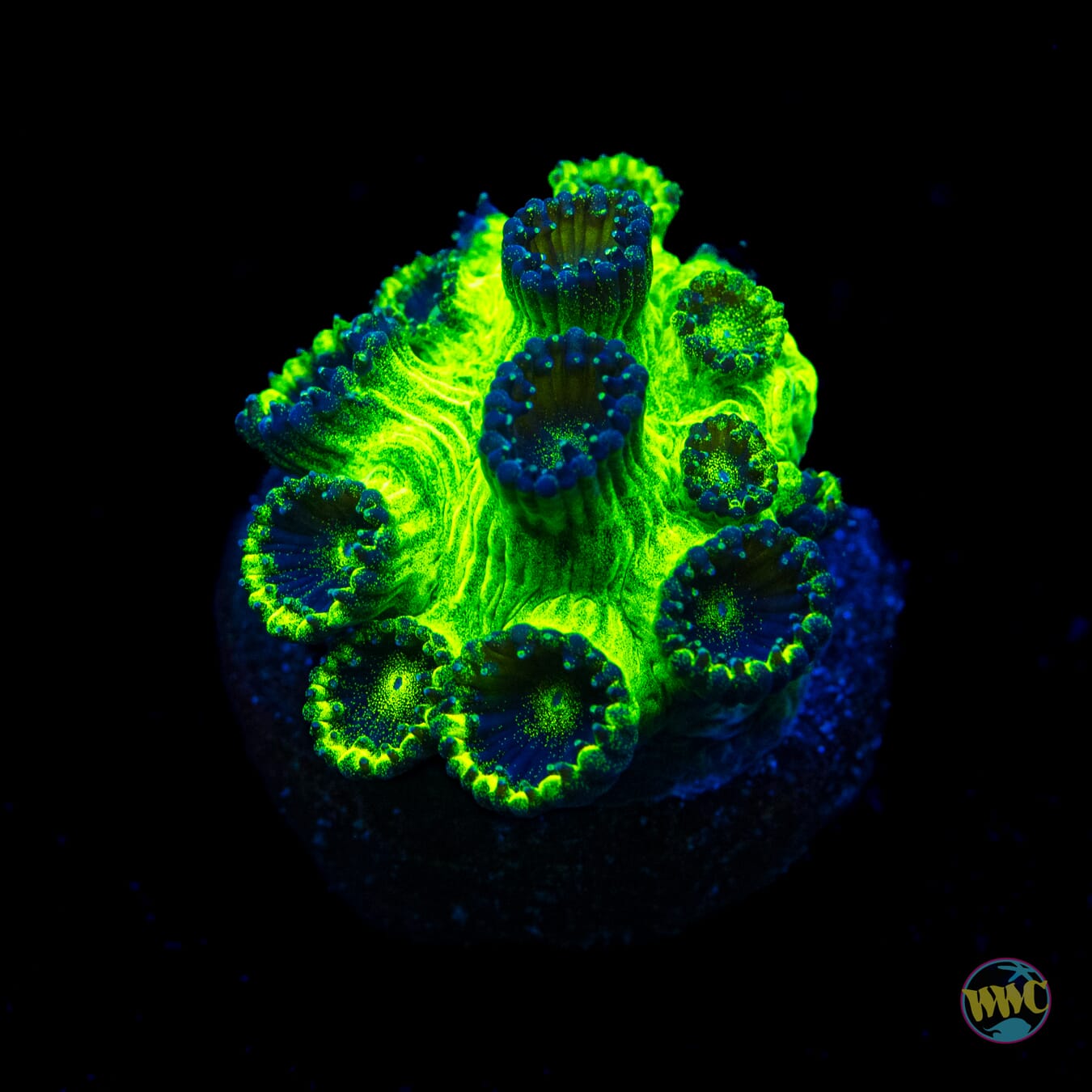 WWC Mint Chip Plesiastrea