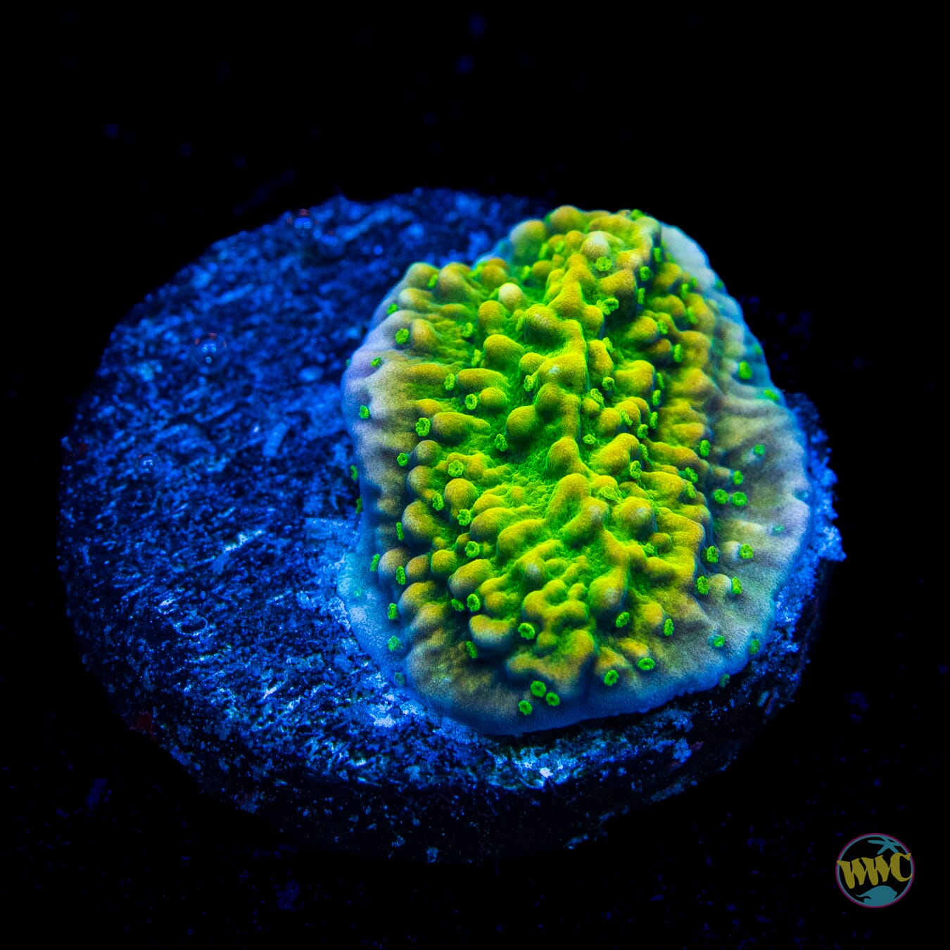 WWC Money Shot Montipora